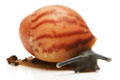 Archachatina marginata grevillei Cameroon striped juvenil
